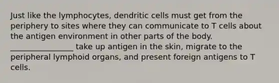 Just like the lymphocytes, dendritic cells must get from the periphery to sites where they can communicate to T cells about the antigen environment in other parts of the body. ________________ take up antigen in the skin, migrate to the peripheral lymphoid organs, and present foreign antigens to T cells.