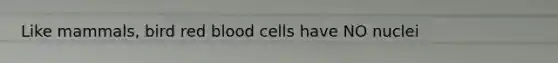 Like mammals, bird red blood cells have NO nuclei