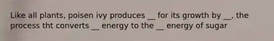 Like all plants, poisen ivy produces __ for its growth by __, the process tht converts __ energy to the __ energy of sugar