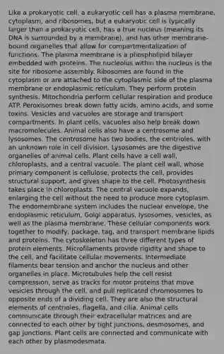 Like a prokaryotic cell, a eukaryotic cell has a plasma membrane, cytoplasm, and ribosomes, but a eukaryotic cell is typically larger than a prokaryotic cell, has a true nucleus (meaning its DNA is surrounded by a membrane), and has other membrane-bound organelles that allow for compartmentalization of functions. The plasma membrane is a phospholipid bilayer embedded with proteins. The nucleolus within the nucleus is the site for ribosome assembly. Ribosomes are found in the cytoplasm or are attached to the cytoplasmic side of the plasma membrane or endoplasmic reticulum. They perform protein synthesis. Mitochondria perform cellular respiration and produce ATP. Peroxisomes break down fatty acids, amino acids, and some toxins. Vesicles and vacuoles are storage and transport compartments. In plant cells, vacuoles also help break down macromolecules. Animal cells also have a centrosome and lysosomes. The centrosome has two bodies, the centrioles, with an unknown role in cell division. Lysosomes are the digestive organelles of animal cells. Plant cells have a cell wall, chloroplasts, and a central vacuole. The plant cell wall, whose primary component is cellulose, protects the cell, provides structural support, and gives shape to the cell. Photosynthesis takes place in chloroplasts. The central vacuole expands, enlarging the cell without the need to produce more cytoplasm. The endomembrane system includes the nuclear envelope, the endoplasmic reticulum, Golgi apparatus, lysosomes, vesicles, as well as the plasma membrane. These cellular components work together to modify, package, tag, and transport membrane lipids and proteins. The cytoskeleton has three different types of protein elements. Microfilaments provide rigidity and shape to the cell, and facilitate cellular movements. Intermediate filaments bear tension and anchor the nucleus and other organelles in place. Microtubules help the cell resist compression, serve as tracks for motor proteins that move vesicles through the cell, and pull replicated chromosomes to opposite ends of a dividing cell. They are also the structural elements of centrioles, flagella, and cilia. Animal cells communicate through their extracellular matrices and are connected to each other by tight junctions, desmosomes, and gap junctions. Plant cells are connected and communicate with each other by plasmodesmata.