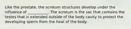 Like the prostate, the scrotum structures develop under the influence of ___________. The scrotum is the sac that contains the testes that is extended outside of the body cavity to protect the developing sperm from the heat of the body.