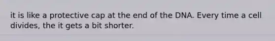 it is like a protective cap at the end of the DNA. Every time a cell divides, the it gets a bit shorter.