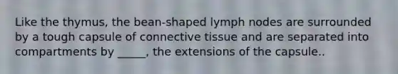 Like the thymus, the bean-shaped lymph nodes are surrounded by a tough capsule of connective tissue and are separated into compartments by _____, the extensions of the capsule..