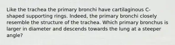 Like the trachea the primary bronchi have cartilaginous C-shaped supporting rings. Indeed, the primary bronchi closely resemble the structure of the trachea. Which primary bronchus is larger in diameter and descends towards the lung at a steeper angle?