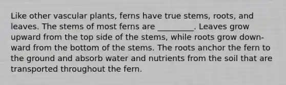 Like other vascular plants, ferns have true stems, roots, and leaves. The stems of most ferns are _________. Leaves grow upward from the top side of the stems, while roots grow down-ward from the bottom of the stems. The roots anchor the fern to the ground and absorb water and nutrients from the soil that are transported throughout the fern.