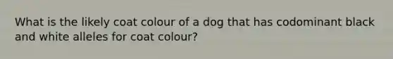 What is the likely coat colour of a dog that has codominant black and white alleles for coat colour?