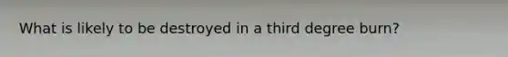 What is likely to be destroyed in a third degree burn?