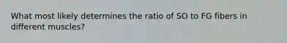 What most likely determines the ratio of SO to FG fibers in different muscles?