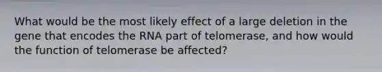 What would be the most likely effect of a large deletion in the gene that encodes the RNA part of telomerase, and how would the function of telomerase be affected?