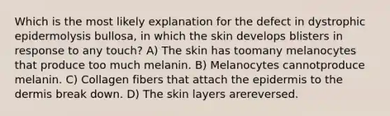 Which is the most likely explanation for the defect in dystrophic epidermolysis bullosa, in which the skin develops blisters in response to any touch? A) The skin has toomany melanocytes that produce too much melanin. B) Melanocytes cannotproduce melanin. C) Collagen fibers that attach the epidermis to the dermis break down. D) The skin layers arereversed.