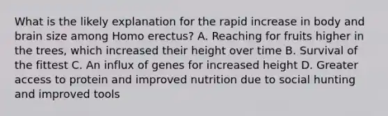 What is the likely explanation for the rapid increase in body and brain size among Homo erectus? A. Reaching for fruits higher in the trees, which increased their height over time B. Survival of the fittest C. An influx of genes for increased height D. Greater access to protein and improved nutrition due to social hunting and improved tools