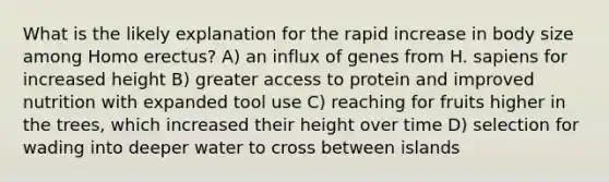 What is the likely explanation for the rapid increase in body size among Homo erectus? A) an influx of genes from H. sapiens for increased height B) greater access to protein and improved nutrition with expanded tool use C) reaching for fruits higher in the trees, which increased their height over time D) selection for wading into deeper water to cross between islands