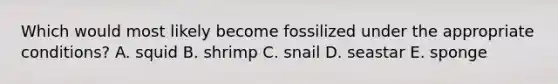 Which would most likely become fossilized under the appropriate conditions? A. squid B. shrimp C. snail D. seastar E. sponge