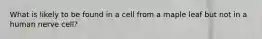 What is likely to be found in a cell from a maple leaf but not in a human nerve cell?