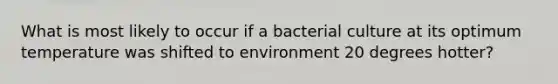 What is most likely to occur if a bacterial culture at its optimum temperature was shifted to environment 20 degrees hotter?