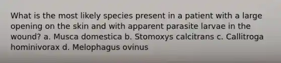 What is the most likely species present in a patient with a large opening on the skin and with apparent parasite larvae in the wound? a. Musca domestica b. Stomoxys calcitrans c. Callitroga hominivorax d. Melophagus ovinus