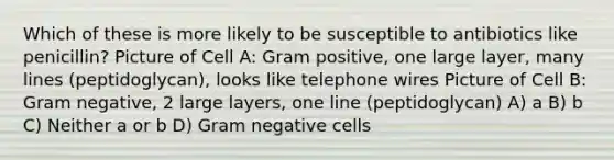 Which of these is more likely to be susceptible to antibiotics like penicillin? Picture of Cell A: Gram positive, one large layer, many lines (peptidoglycan), looks like telephone wires Picture of Cell B: Gram negative, 2 large layers, one line (peptidoglycan) A) a B) b C) Neither a or b D) Gram negative cells