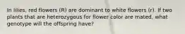 In lilies, red flowers (R) are dominant to white flowers (r). If two plants that are heterozygous for flower color are mated, what genotype will the offspring have?