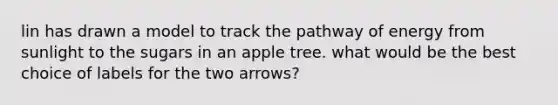 lin has drawn a model to track the pathway of energy from sunlight to the sugars in an apple tree. what would be the best choice of labels for the two arrows?