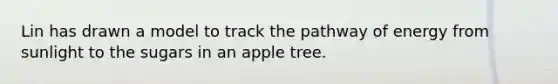 Lin has drawn a model to track the pathway of energy from sunlight to the sugars in an apple tree.