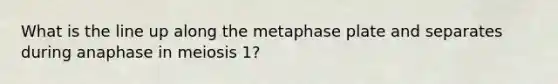 What is the line up along the metaphase plate and separates during anaphase in meiosis 1?