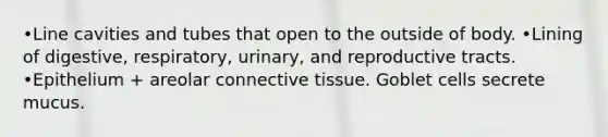 •Line cavities and tubes that open to the outside of body. •Lining of digestive, respiratory, urinary, and reproductive tracts. •Epithelium + areolar connective tissue. Goblet cells secrete mucus.