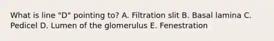 What is line "D" pointing to? A. Filtration slit B. Basal lamina C. Pedicel D. Lumen of the glomerulus E. Fenestration