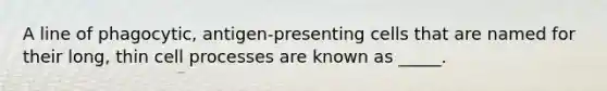 A line of phagocytic, antigen-presenting cells that are named for their long, thin cell processes are known as _____.