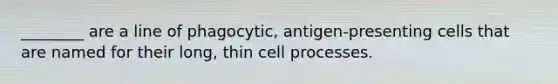 ________ are a line of phagocytic, antigen-presenting cells that are named for their long, thin cell processes.