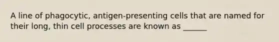 A line of phagocytic, antigen-presenting cells that are named for their long, thin cell processes are known as ______