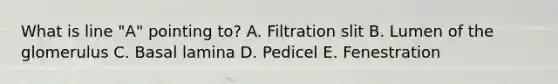 What is line "A" pointing to? A. Filtration slit B. Lumen of the glomerulus C. Basal lamina D. Pedicel E. Fenestration