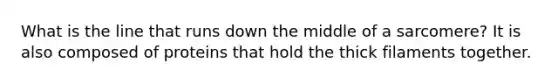 What is the line that runs down the middle of a sarcomere? It is also composed of proteins that hold the thick filaments together.