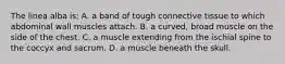 The linea alba is: A. a band of tough connective tissue to which abdominal wall muscles attach. B. a curved, broad muscle on the side of the chest. C. a muscle extending from the ischial spine to the coccyx and sacrum. D. a muscle beneath the skull.