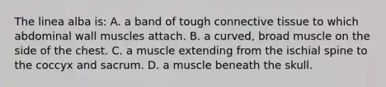 The linea alba is: A. a band of tough connective tissue to which abdominal wall muscles attach. B. a curved, broad muscle on the side of the chest. C. a muscle extending from the ischial spine to the coccyx and sacrum. D. a muscle beneath the skull.