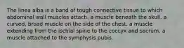 The linea alba is a band of tough connective tissue to which abdominal wall muscles attach. a muscle beneath the skull. a curved, broad muscle on the side of the chest. a muscle extending from the ischial spine to the coccyx and sacrum. a muscle attached to the symphysis pubis.