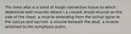 The linea alba is a band of tough connective tissue to which abdominal wall muscles attach. a curved, broad muscle on the side of the chest. a muscle extending from the ischial spine to the coccyx and sacrum. a muscle beneath the skull. a muscle attached to the symphysis pubis.