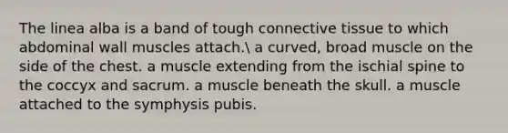 The linea alba is a band of tough connective tissue to which abdominal wall muscles attach. a curved, broad muscle on the side of the chest. a muscle extending from the ischial spine to the coccyx and sacrum. a muscle beneath the skull. a muscle attached to the symphysis pubis.