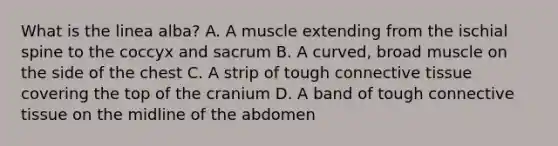 What is the linea alba? A. A muscle extending from the ischial spine to the coccyx and sacrum B. A curved, broad muscle on the side of the chest C. A strip of tough connective tissue covering the top of the cranium D. A band of tough connective tissue on the midline of the abdomen