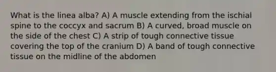 What is the linea alba? A) A muscle extending from the ischial spine to the coccyx and sacrum B) A curved, broad muscle on the side of the chest C) A strip of tough connective tissue covering the top of the cranium D) A band of tough connective tissue on the midline of the abdomen