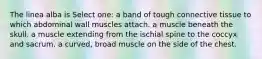 The linea alba is Select one: a band of tough connective tissue to which abdominal wall muscles attach. a muscle beneath the skull. a muscle extending from the ischial spine to the coccyx and sacrum. a curved, broad muscle on the side of the chest.