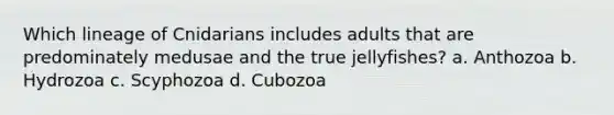 Which lineage of Cnidarians includes adults that are predominately medusae and the true jellyfishes? a. Anthozoa b. Hydrozoa c. Scyphozoa d. Cubozoa