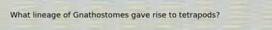 What lineage of Gnathostomes gave rise to tetrapods?