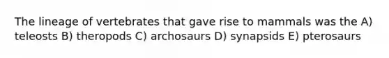 The lineage of vertebrates that gave rise to mammals was the A) teleosts B) theropods C) archosaurs D) synapsids E) pterosaurs