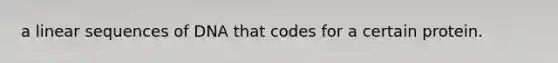 a linear sequences of DNA that codes for a certain protein.