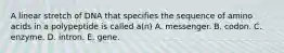 A linear stretch of DNA that specifies the sequence of amino acids in a polypeptide is called a(n) A. messenger. B. codon. C. enzyme. D. intron. E. gene.