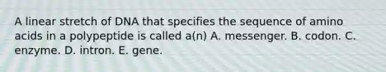 A linear stretch of DNA that specifies the sequence of amino acids in a polypeptide is called a(n) A. messenger. B. codon. C. enzyme. D. intron. E. gene.