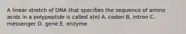 A linear stretch of DNA that specifies the sequence of amino acids in a polypeptide is called a(n) A. codon B. intron C. messenger D. gene E. enzyme