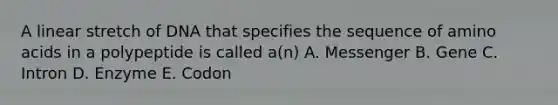 A linear stretch of DNA that specifies the sequence of amino acids in a polypeptide is called a(n) A. Messenger B. Gene C. Intron D. Enzyme E. Codon