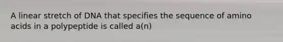 A linear stretch of DNA that specifies the sequence of amino acids in a polypeptide is called a(n)