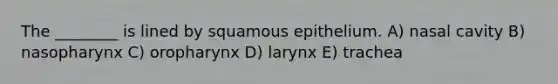 The ________ is lined by squamous epithelium. A) nasal cavity B) nasopharynx C) oropharynx D) larynx E) trachea